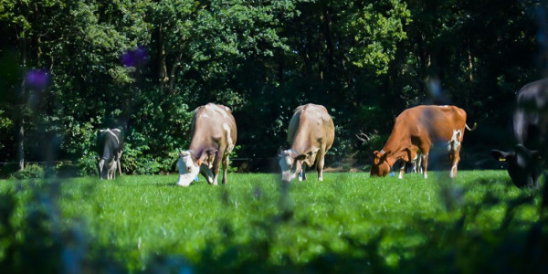 Uierontsteking in de zomer