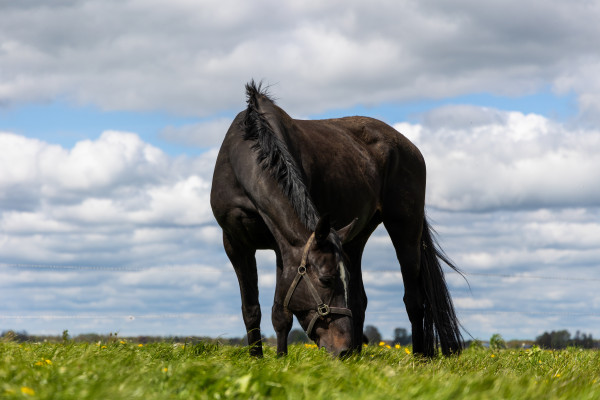 Horzeleitjes & larven bij het paard