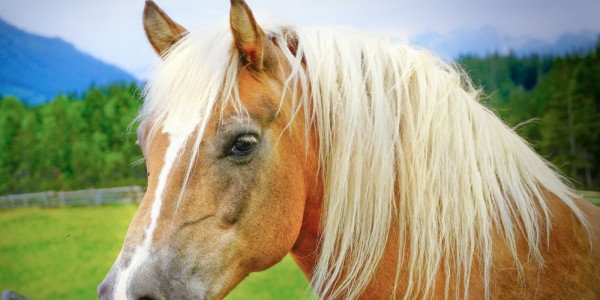 Cursus EHBO voor paarden op 9 juli 2023