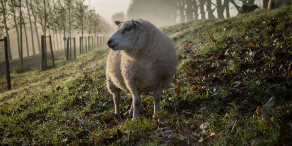 Blauwtong uitbraak