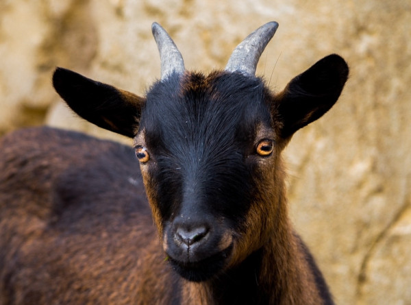 Vaccinaties bij schapen & geiten