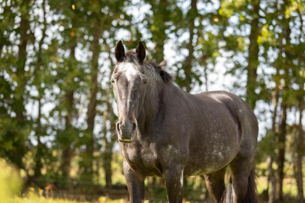 Voedingsadvies voor jouw senior paard(en)