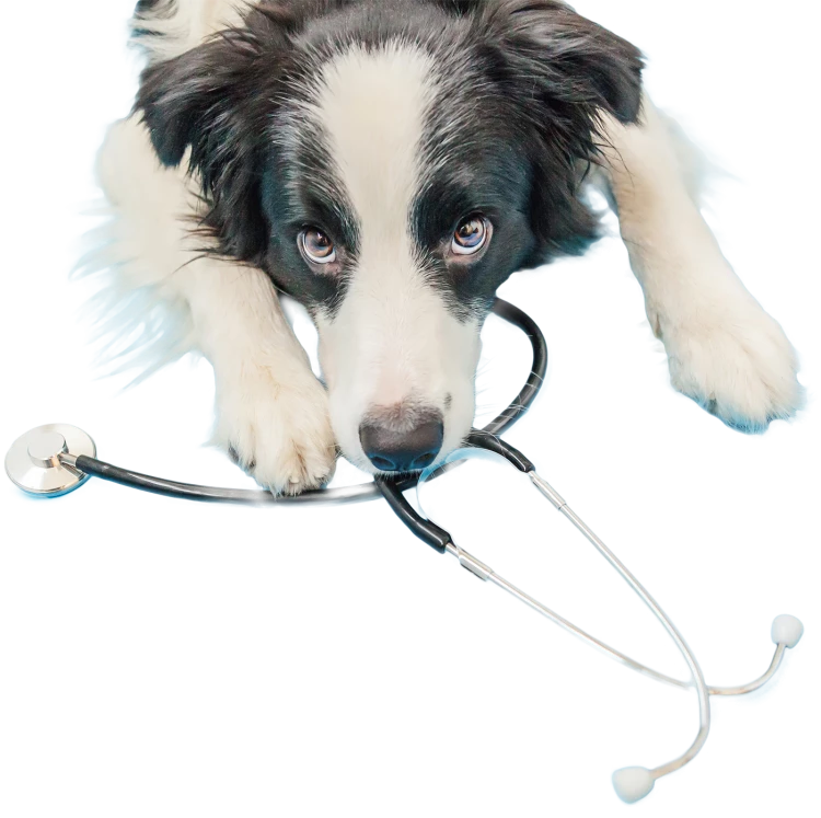Hond met stethoscoop